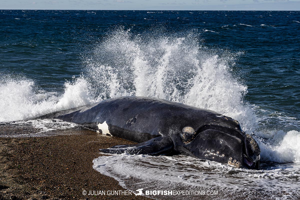 Dead southern right whale calf.