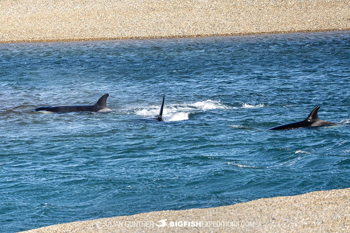 Orcas hunting sea lions in Patagonia.