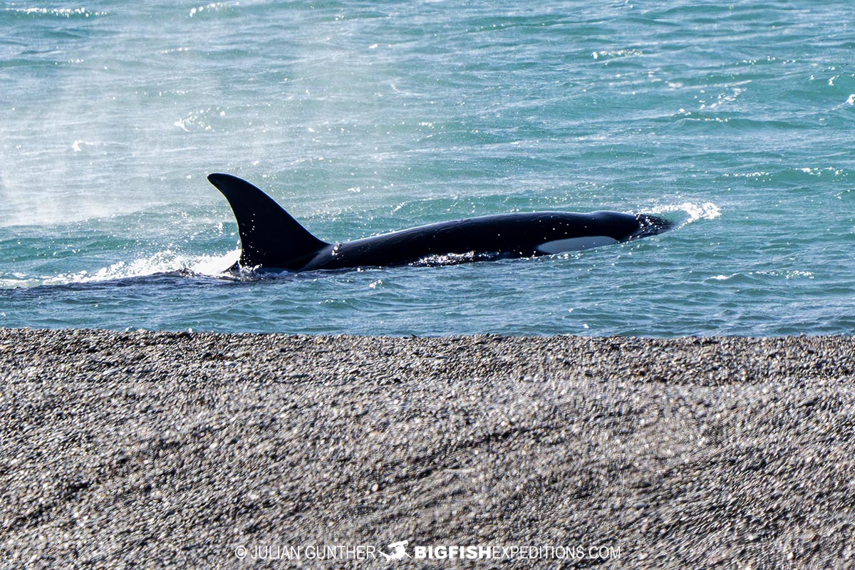 Orcas hunting sea lions in Patagonia.