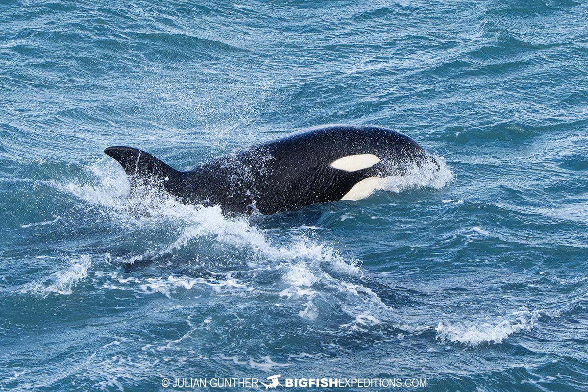 Orcas hunting sea lions in Patagonia.