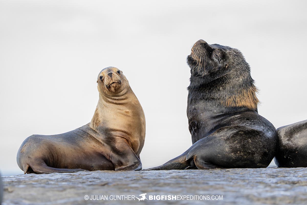 South American Sea Lions in Peninsula Valdez.