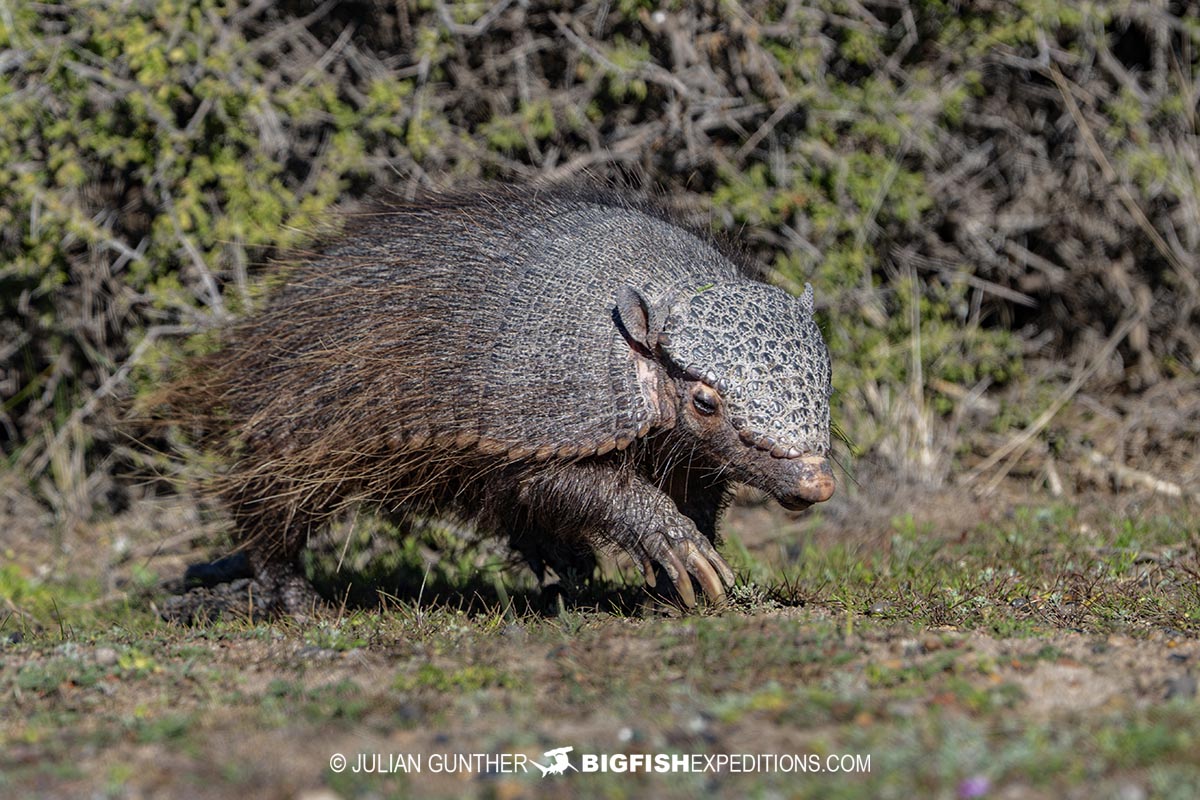 Hairy Armadillo on Peninsula Valdez.
