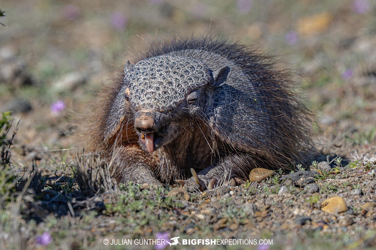 Hairy Armadillo on Peninsula Valdez.