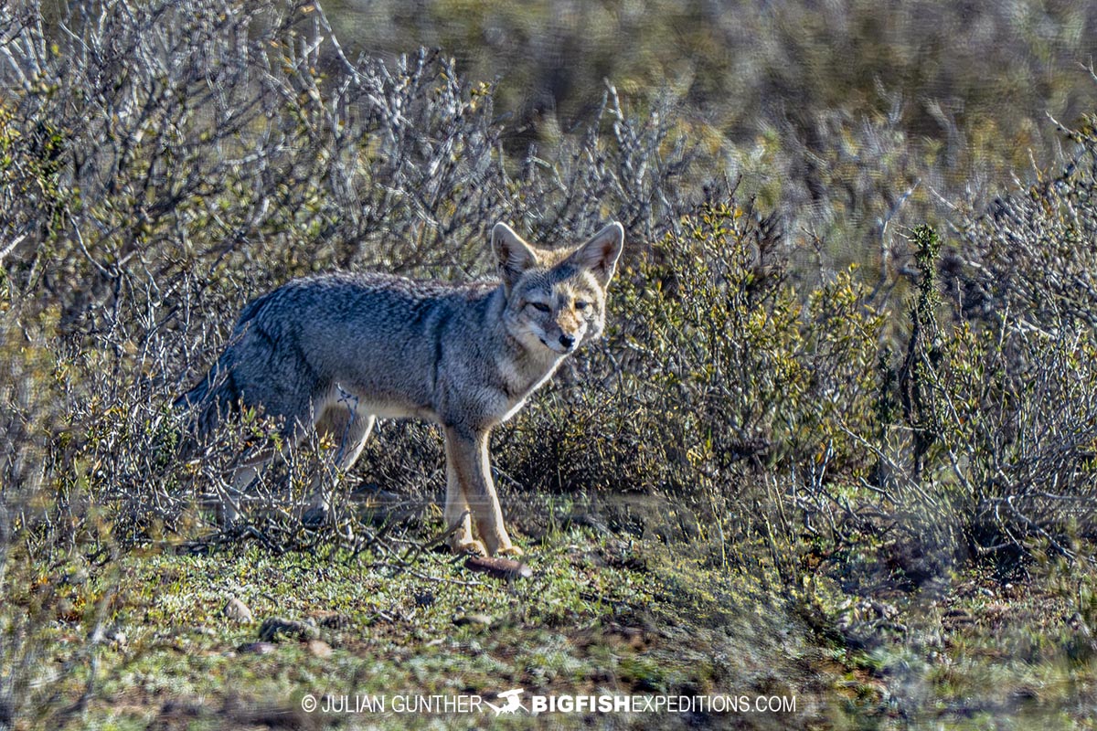 Patagonian Fox on Peninsula Valdez.