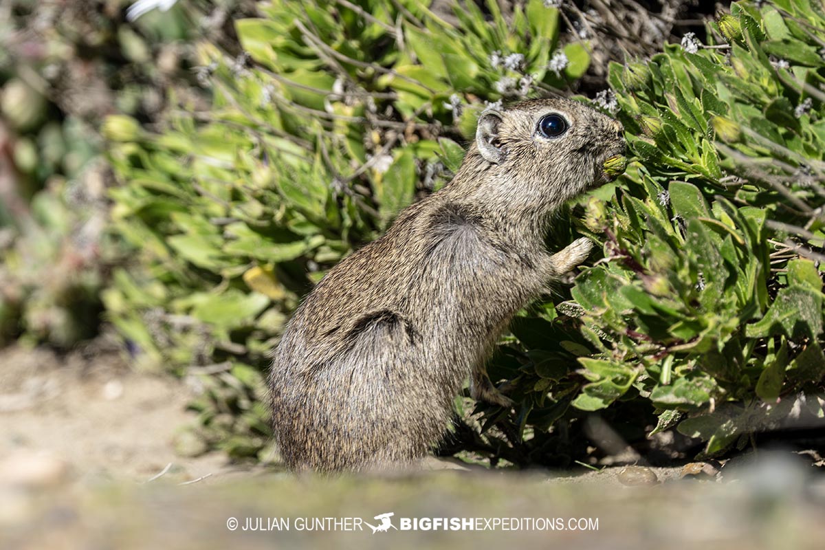 Wildlife Tour on Peninsula Valdez in Patagonia.