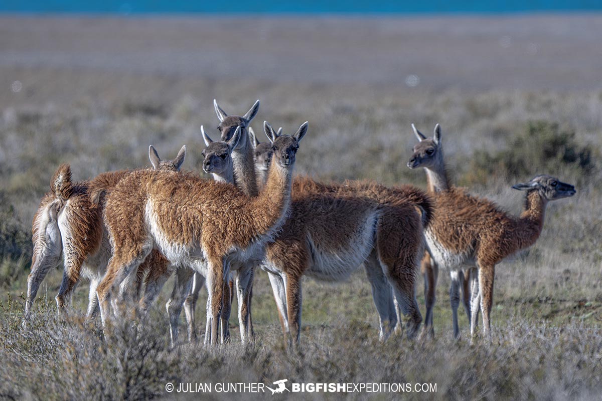 A herd of Guanacos on Peninsula Valdez in Patagonia.