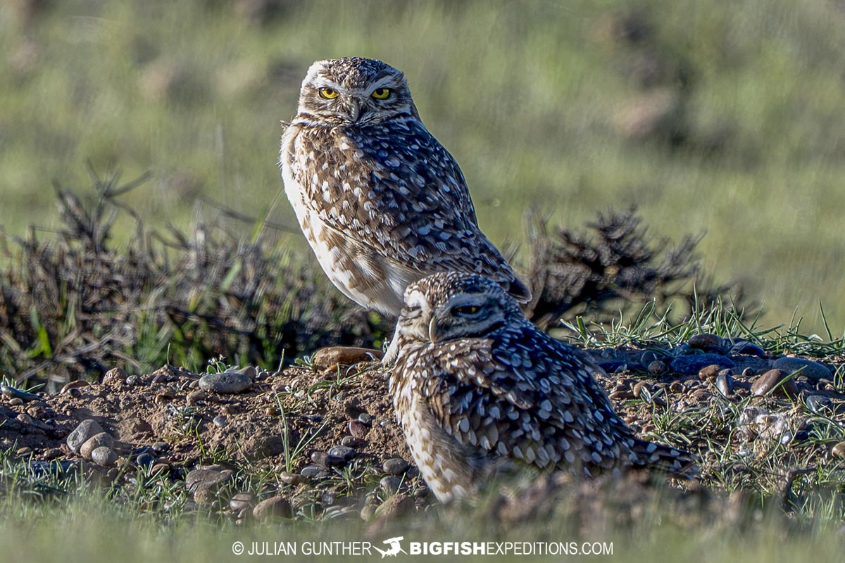 Burrowing Owls on Peninsula Valdez.