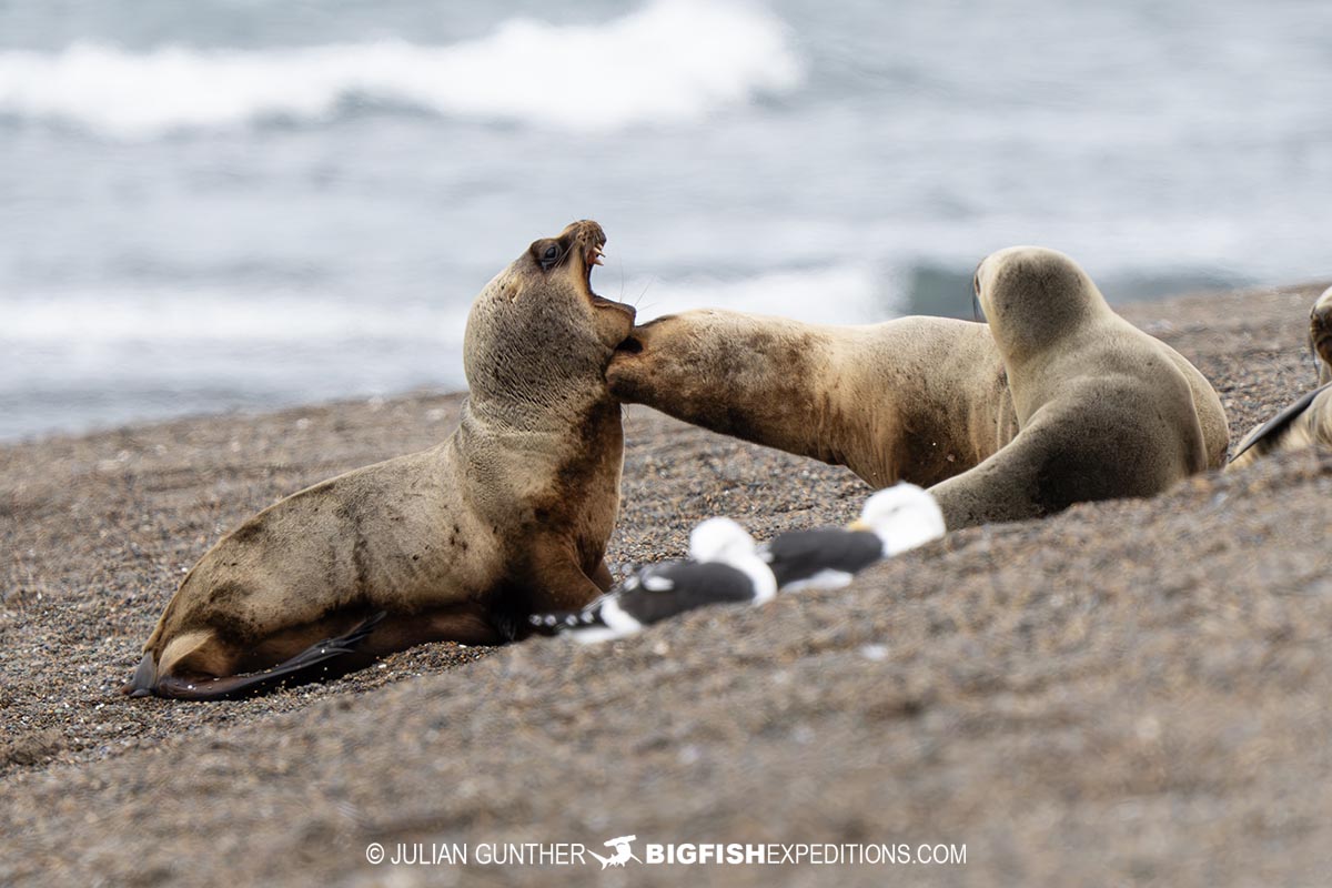 Sea lions in Patagonia