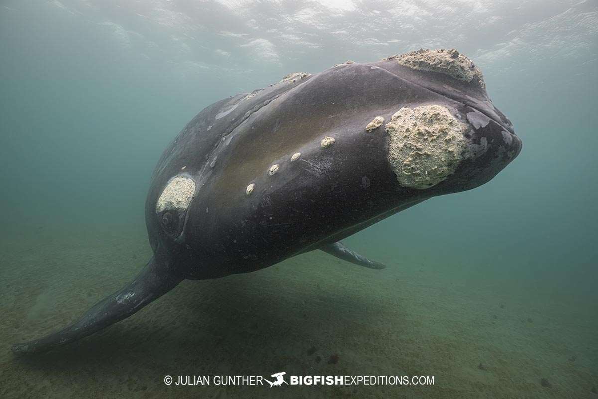 Southern Right Whale Photography Tour in Patagonia.
