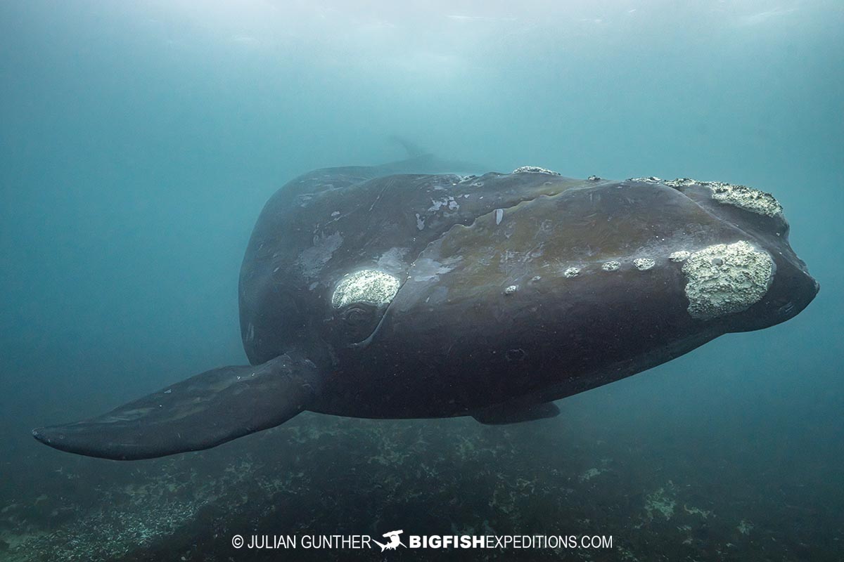 Southern Right Whale Photography Tour in Patagonia.