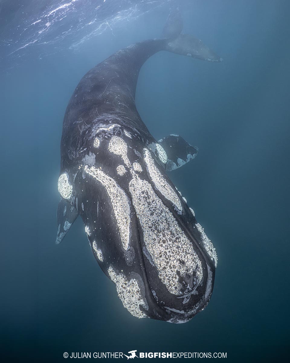 Southern Right Whale Photography Tour in Patagonia.