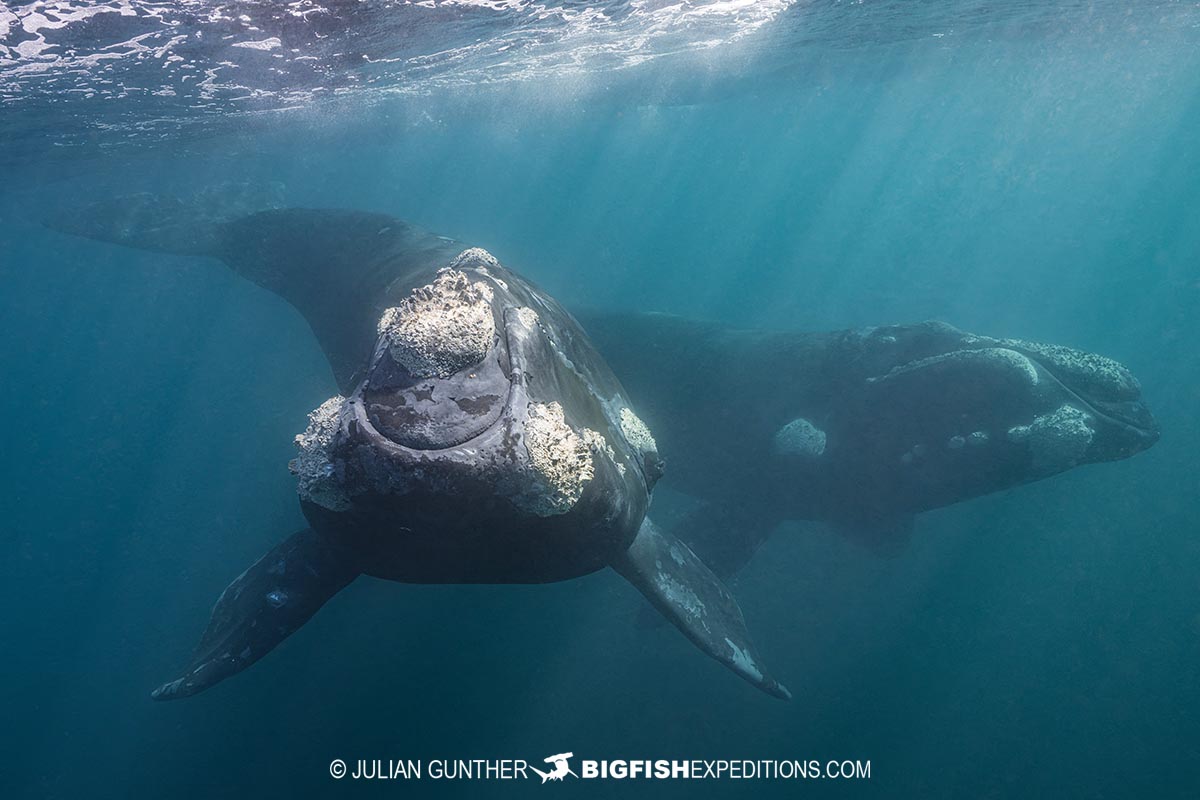 Southern Right Whale Photography Tour in Patagonia.