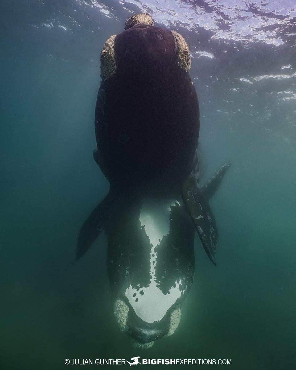 Mating Southern Right Whales in Patagonia.