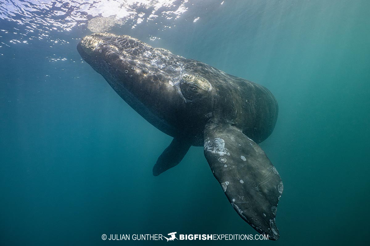 Southern Right Whale Photography Tour in Patagonia.