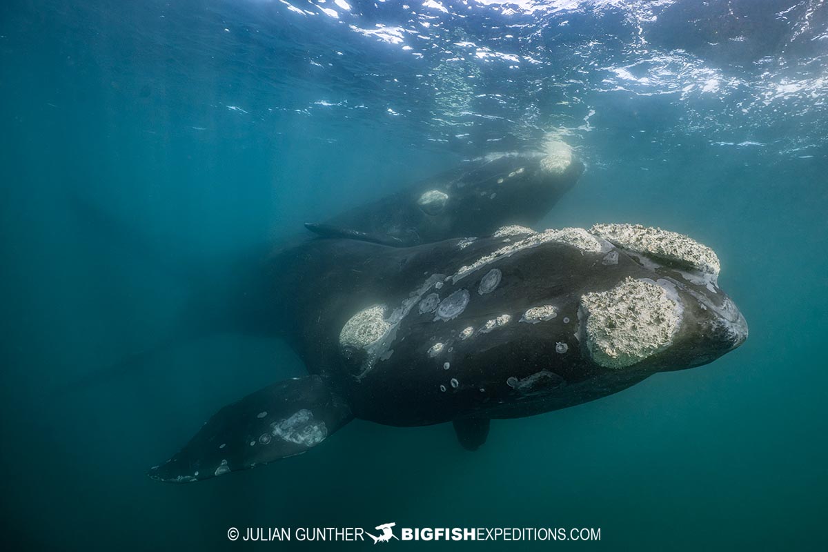 Southern Right Whale Photography Tour in Patagonia.