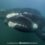 Southern Right Whales 2026 Week 2