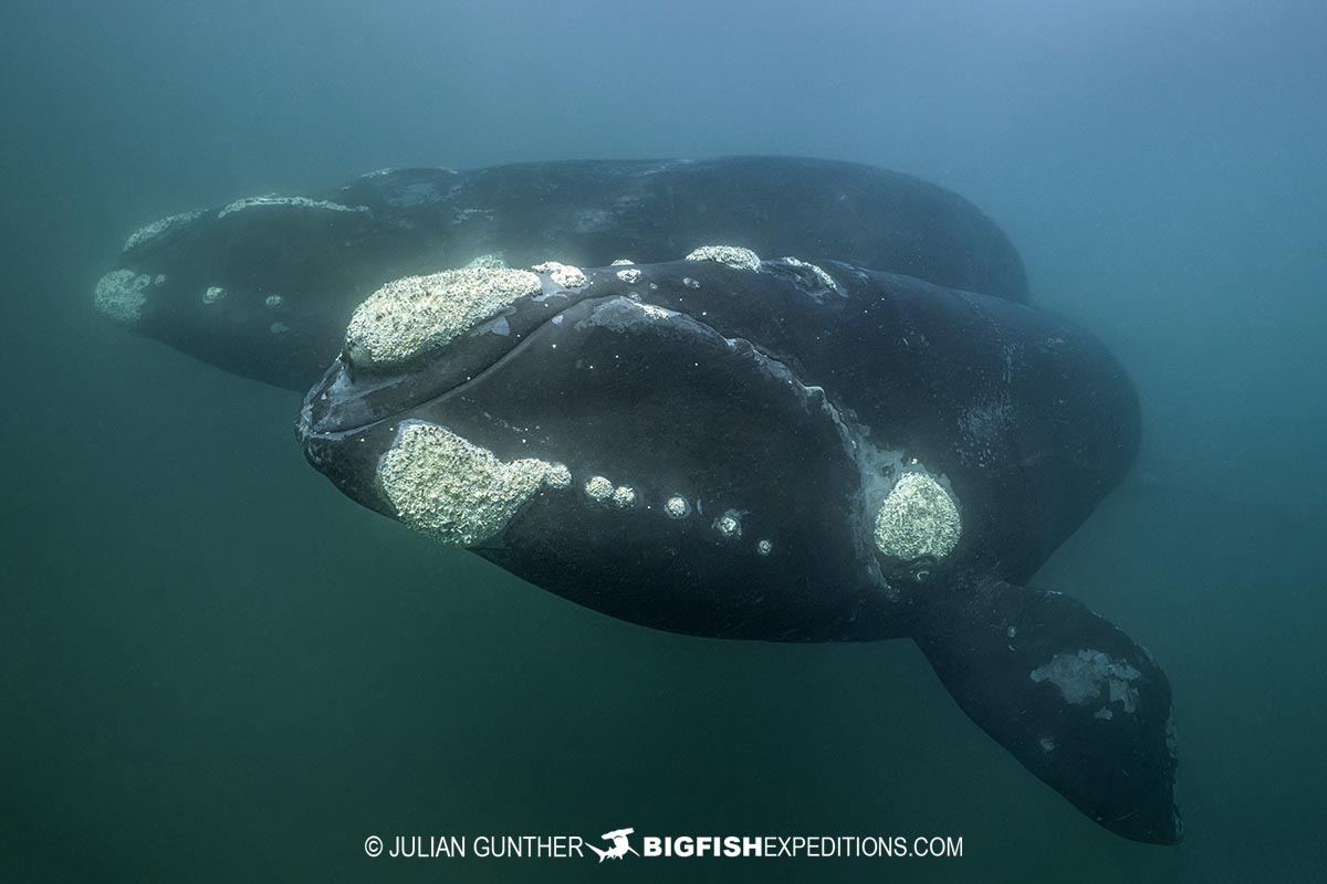 Southern Right Whales Photography Tour in Patagonia.