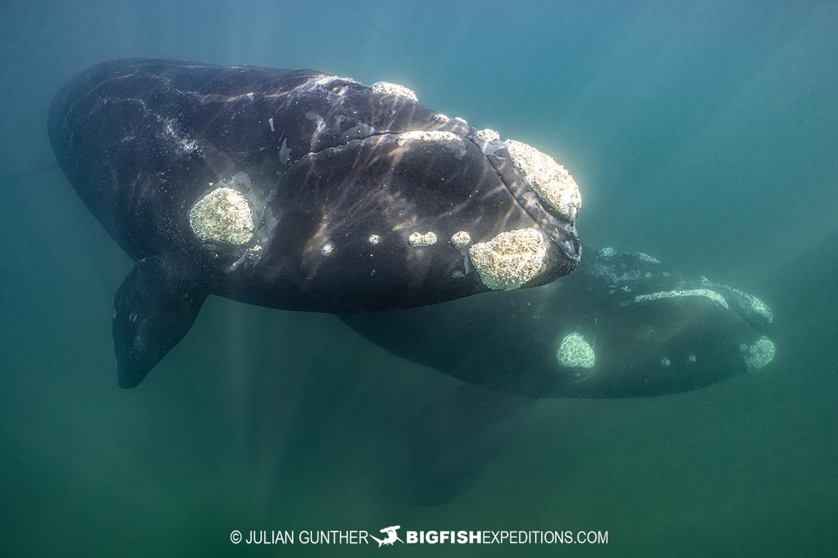 Southern Right Whale Photography Tour in Patagonia.