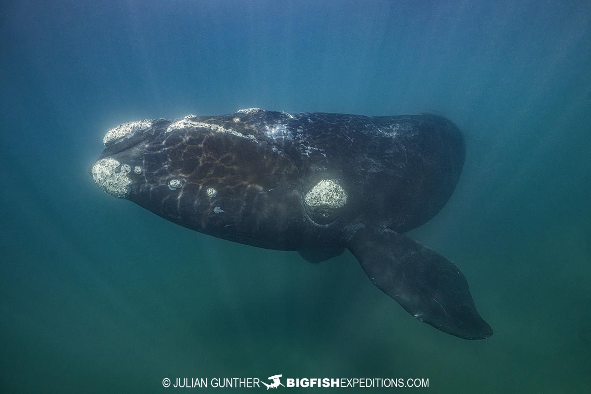Southern Right Whale Photography Tour in Patagonia.