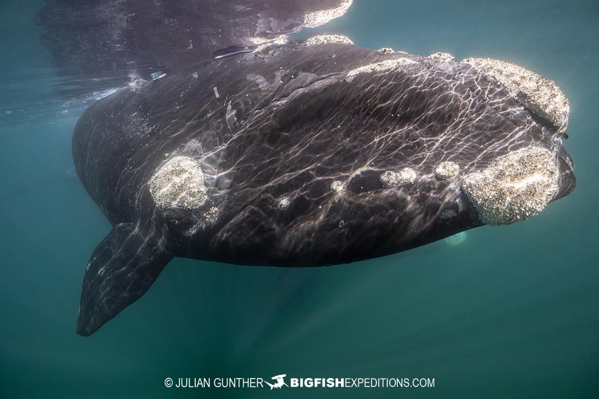 Southern Right Whale Photography Tour in Patagonia.