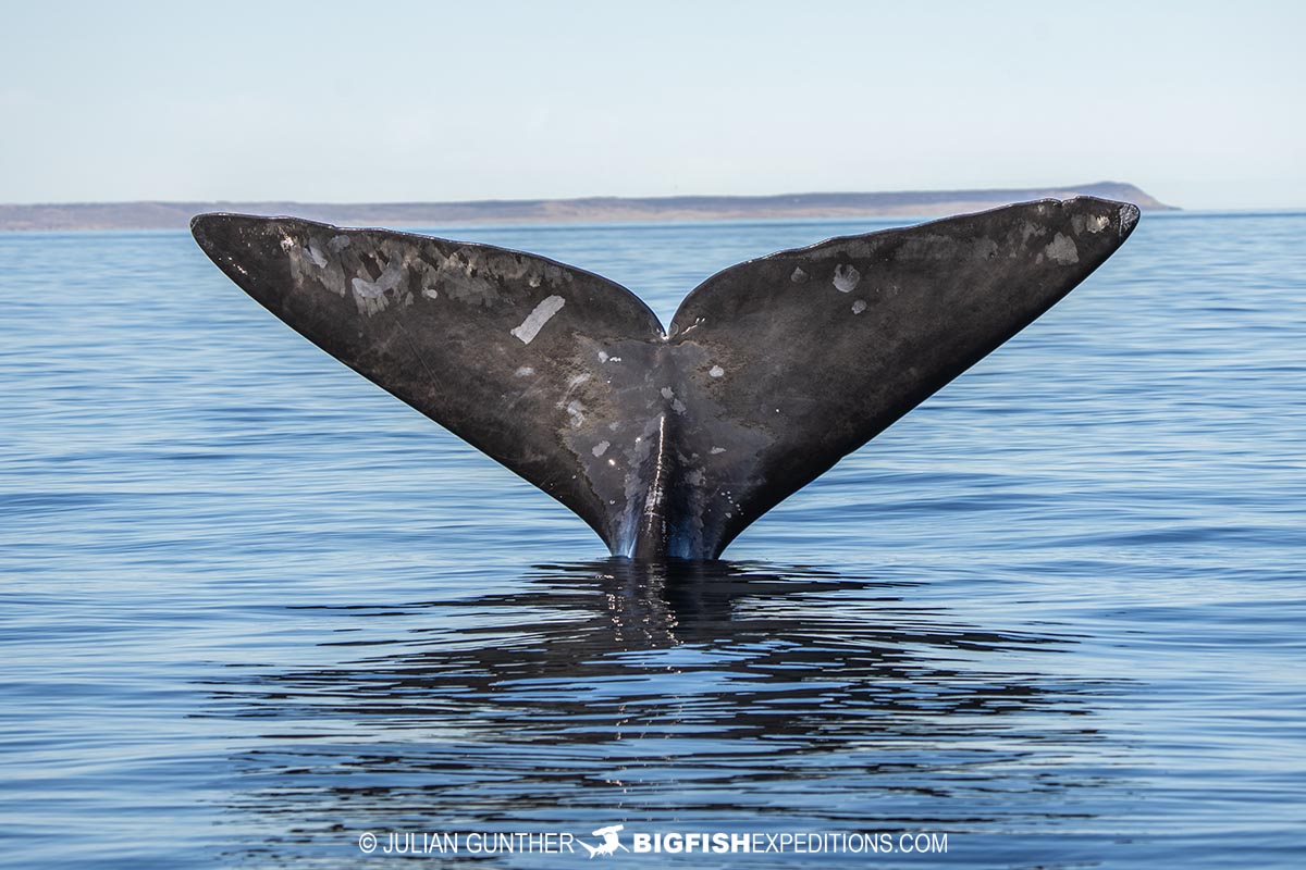 Southern Right Whale tail.