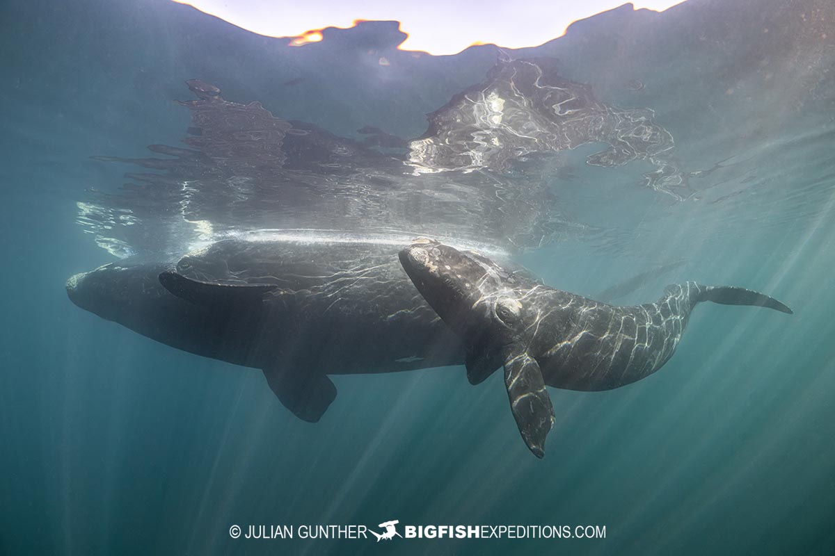 Snorkeling with Southern Right Whales in Patagonia on our underwater photography tour.