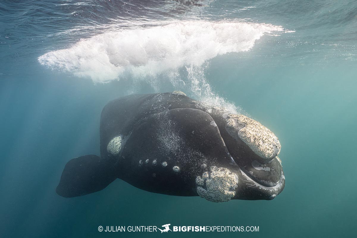 Snorkeling with Southern Right Whales in Patagonia on our underwater photography tour.
