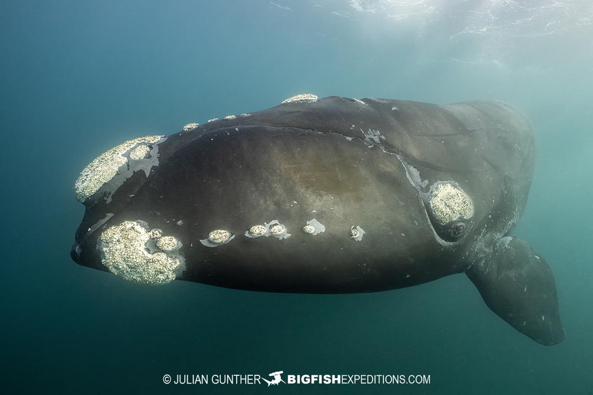 Snorkeling with Southern Right Whales in Patagonia on our underwater photography tour.