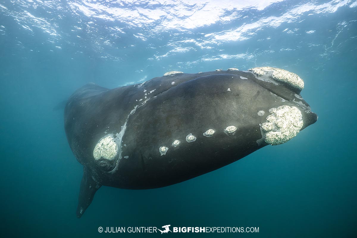 Snorkeling with Southern Right Whales in Patagonia on our underwater photography tour.
