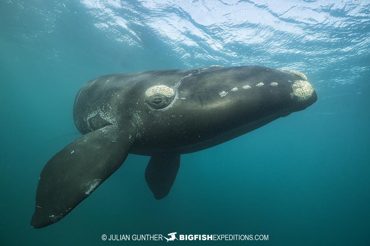 Snorkeling with Southern Right Whales in Patagonia on our underwater photography tour.