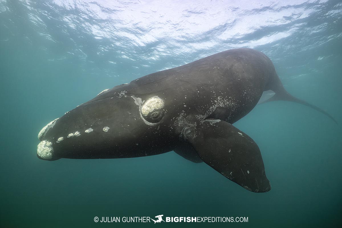 Snorkeling with Southern Right Whales in Patagonia on our underwater photography tour.