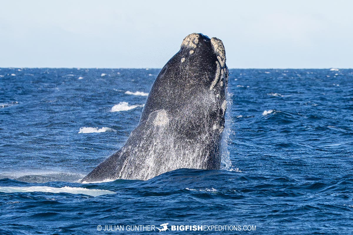Southern right whale breaching near the beach.