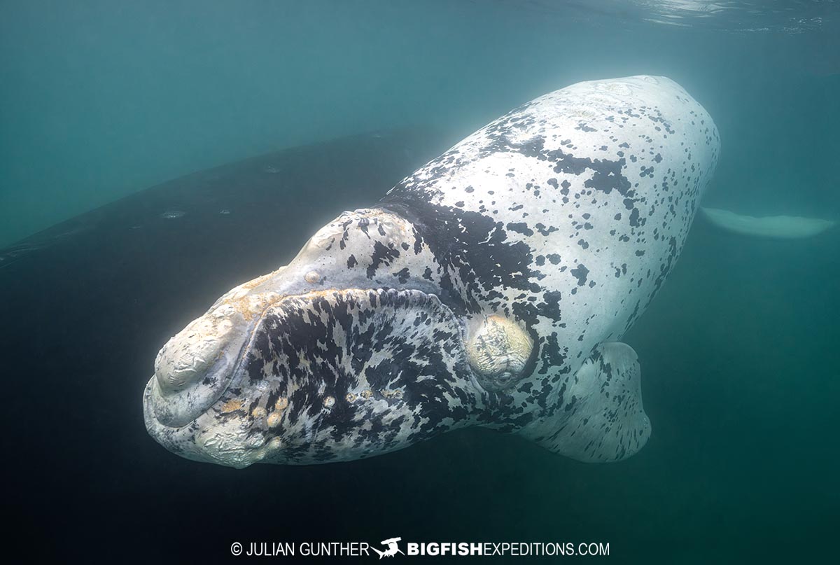 White Southern Right Whale Calf in Patagonia on our underwater photography tour.