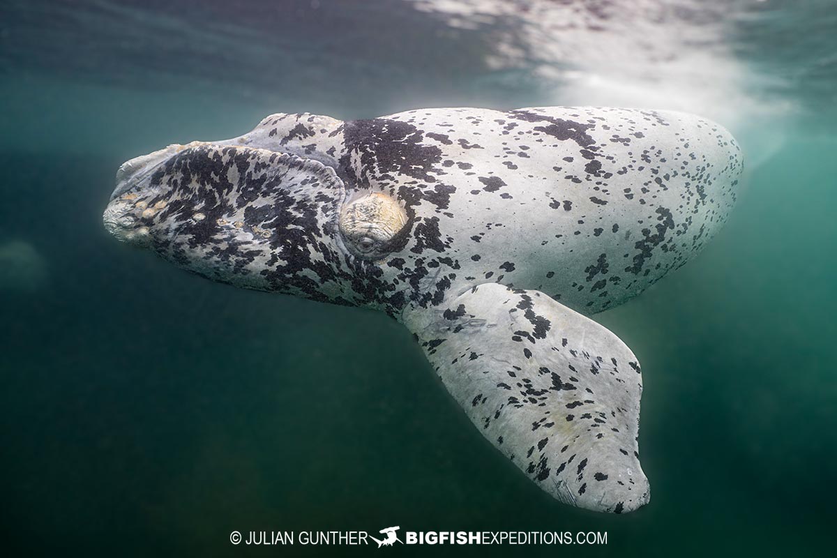 White Southern Right Whale Calf in Patagonia on our underwater photography tour.