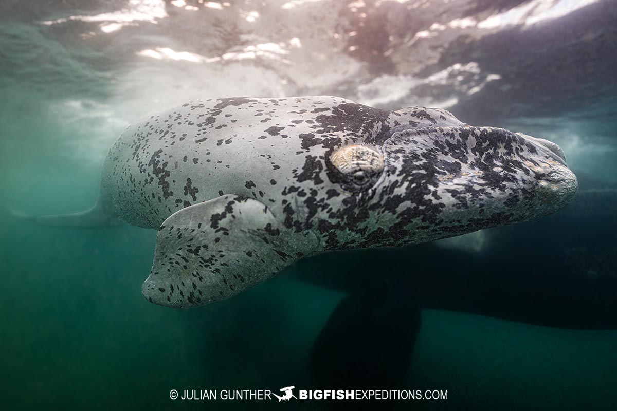 White Southern Right Whale Calf in Patagonia on our underwater photography tour.