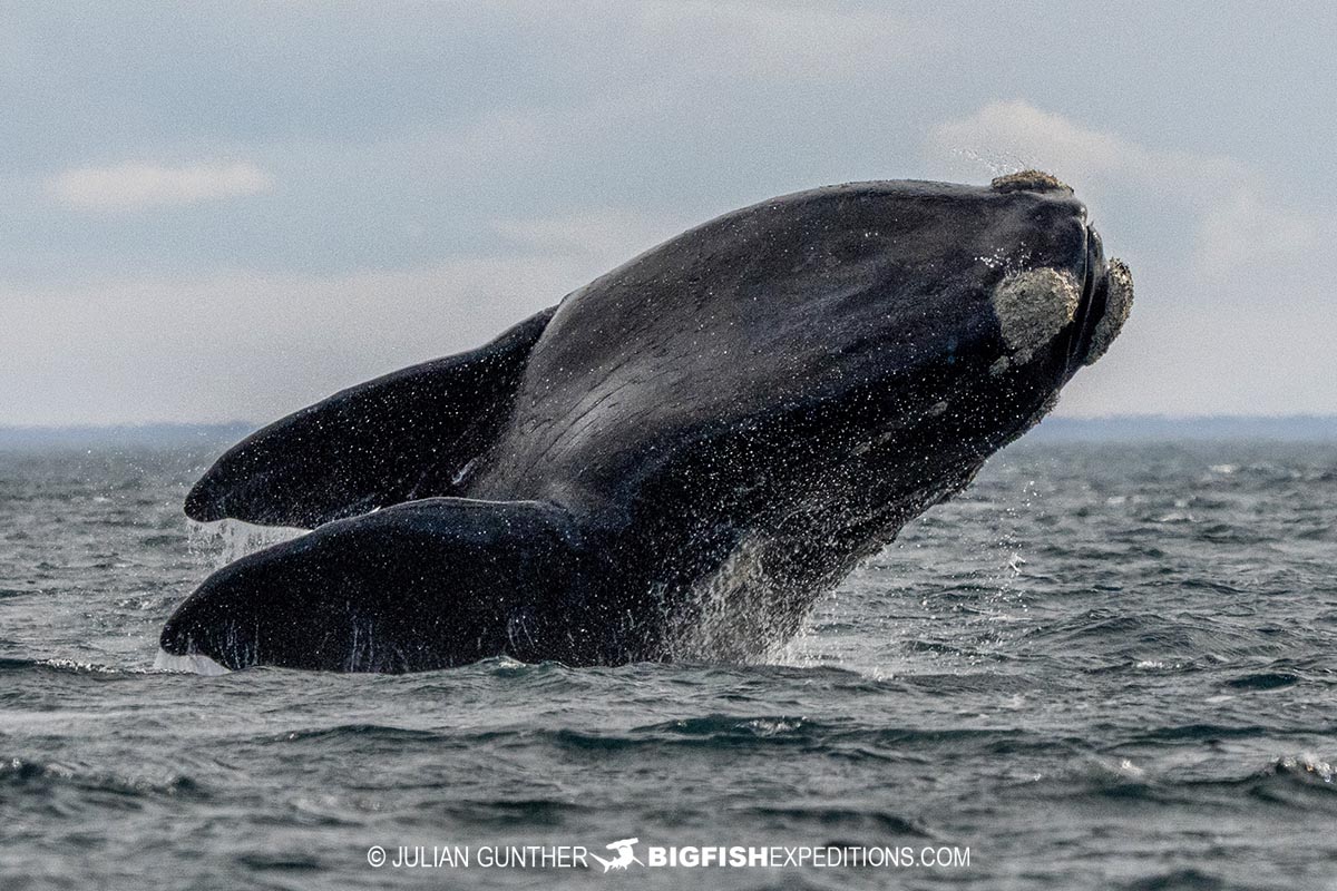 Breaching Southern Right Whale in Patagonia.